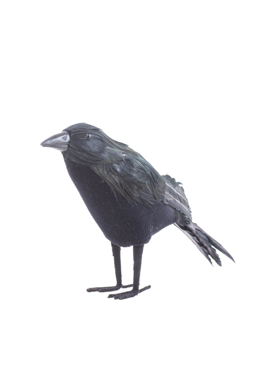 Black Standing Crow