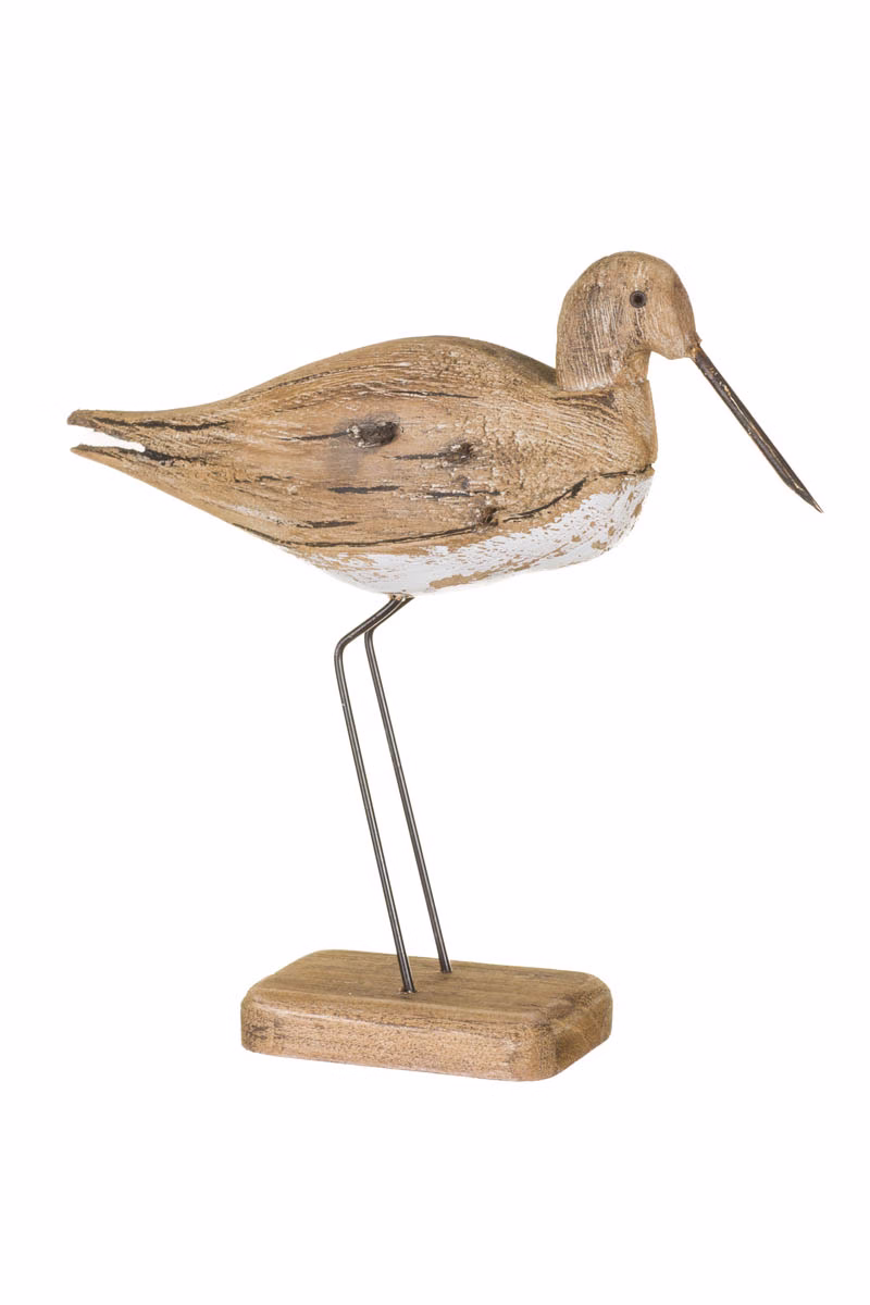 Umber Sandpiper Bird
