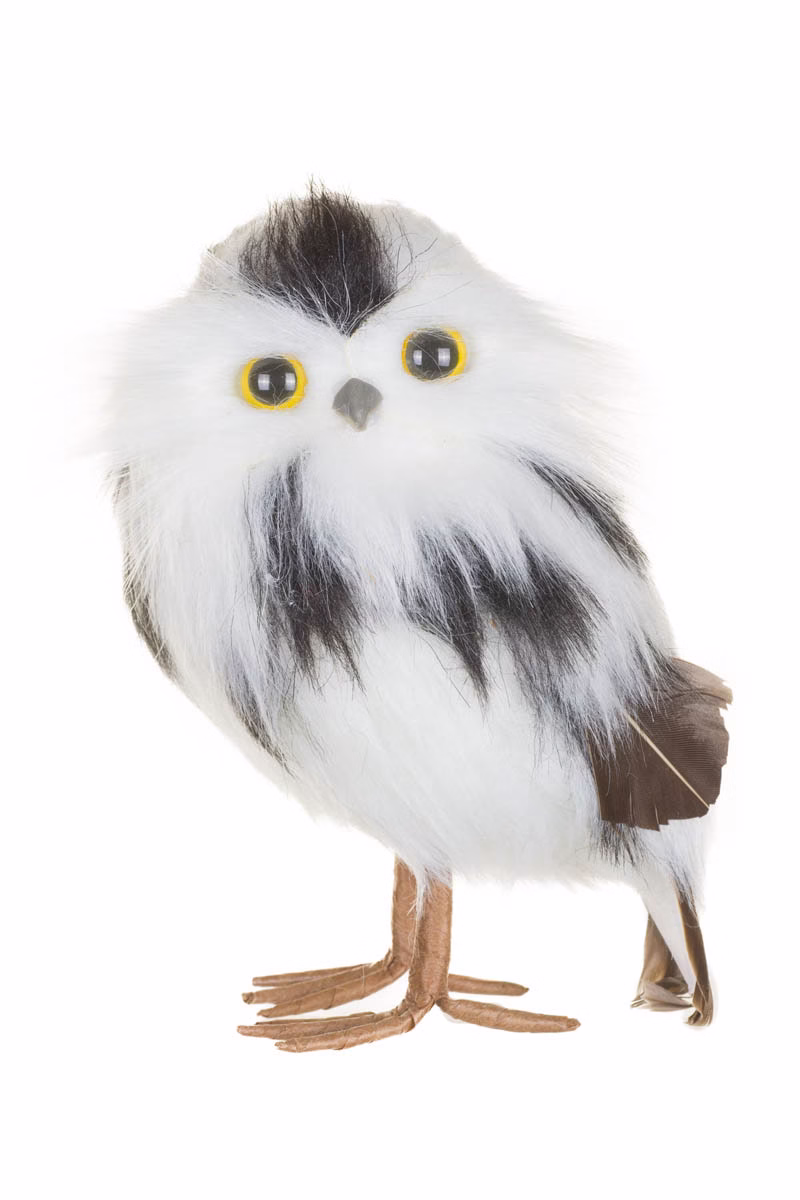 White Snowy Owl Chick