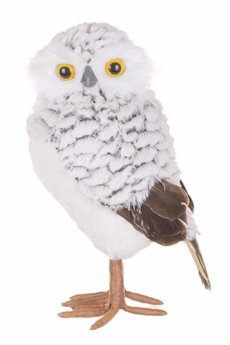 White Snowy Owl