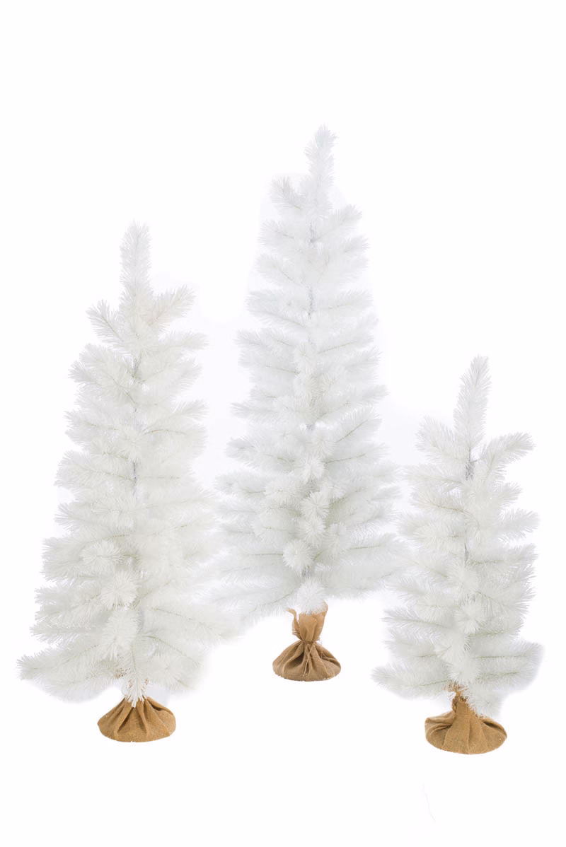 White Scotch Pine Trees