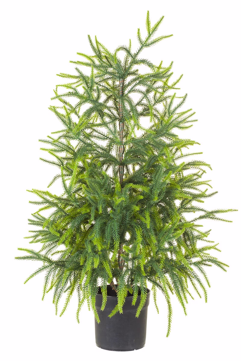 Green Norway Spruce Table Top Tree